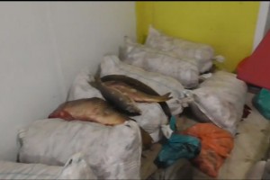 Астраханский бизнесмен хотел реализовать рыбу, которая хранилась в антисанитарных условиях