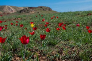 В Астраханской области зацвели степные тюльпаны