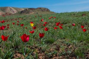 Астраханцев приглашают полюбоваться цветущими тюльпанами