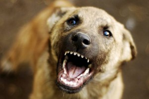 В спальном районе Астрахани бешеная собака держала в страхе весь двор