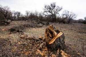 Падают ивы, рычат бензопилы: кто и почему вырубает деревья в Астраханской области