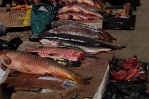 В Астраханской области задержали рыбаков с огромным количеством рыбы