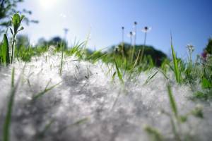 Аллергиков Астрахани предупредили об опасной пыльце