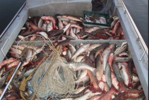 В астраханской рыбартели скрыли около 500 кг рыбы и 200 экземпляров запрещённой к вылову молоди