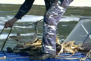 В Астраханской области природоохранный инспектор попросил у рыбаков взятку
