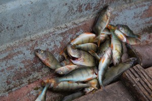 Астраханские рыбаки похищают улов