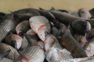 В Астраханской области выявлено более 5 тонн сомнительной рыбы из Казахстана
