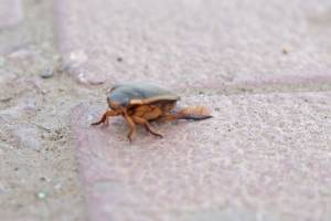 Астраханцев заинтересовали жуки, налетевшие в город