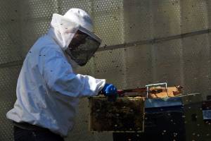 Более миллиона странных пчел остановили в Астраханской области