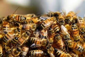 Через Астраханскую область не пропустили более миллиона пчёл из Киргизии
