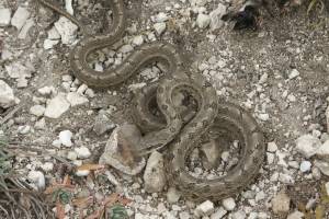 В Астраханской области водятся двухметровые змеи, которым приписывают ядовитые качества