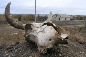 В Астраханской области выявлены нарушения на сибиреязвенных могильниках