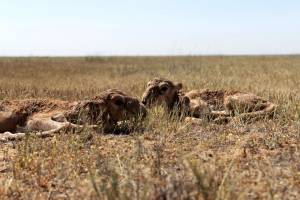 В Астраханской области нашли новорожденных сайгачат