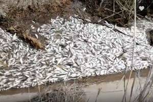 Астраханец сообщил об огромном количестве мертвой рыбы на одном из ериков