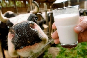 В Астраханской области будут возрождать молочный кластер