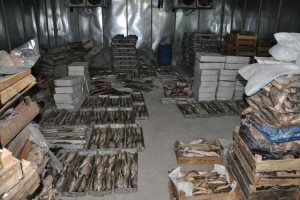 В Астраханской области на предприятии выявили более 33 тонн рыбной продукции без маркировки