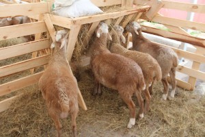 В Астраханской области открылась выставка племенных овец и коз
