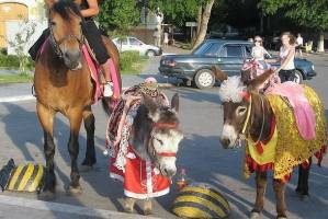 В Астрахани посетителей Сабантуя возмутили несовершеннолетние наездницы с лошадьми