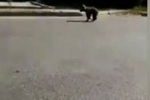 На улицах Астрахани бегает медвежонок