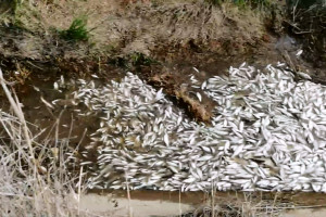 В Астраханской области массово гибнет  рыба