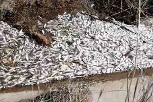 Массовую гибель рыбы на астраханском ерике оценили в 7 миллионов рублей