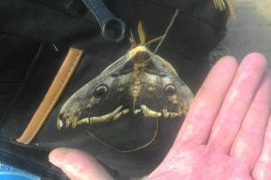 В Астрахани нашли гигантскую бабочку