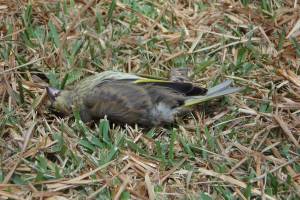 В Астраханской области из-за токсичных отходов погибли птицы