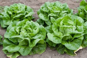 Фермеры Астраханской области собрали  200 тонн кочанного салата