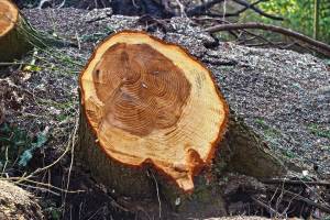 В Астрахани сотрудник администрации попался на взятке за дерево