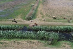 В Астраханской области за выгул скота на территории заказника накажут несколько человек