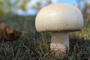 На астраханском рынке нашли загадочные грибы