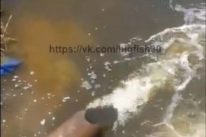 Астраханец снял на видео массовую гибель рыбы в городе