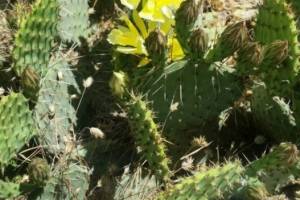 Уникальное природное явление: в астраханской степи зацвели кактусы