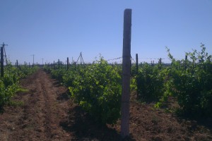 В Астраханской области завершаются работы по подвязке винограда