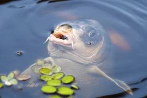 Хищники и мошка: особенности астраханской рыбалки в начале лета