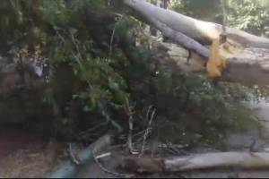В Астрахани упавшее дерево оторвало нос сотруднику коммунальной службы