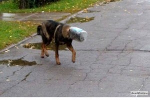 В Астрахани волонтёры никак не могут поймать собаку с бутылкой на голове, чтобы спасти её