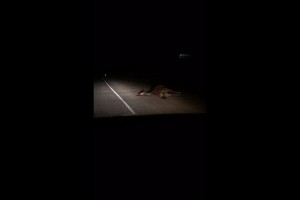 Ночью на трассе водитель иномарки сбил двух лошадей
