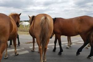 Соцсети: под Астраханью внедорожник сбил двух лошадей