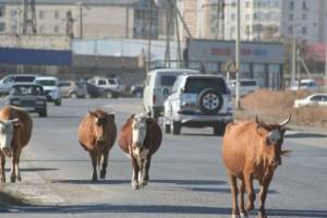 Астраханских водителей спасут от бесконтрольно гуляющей по дорогам скотины