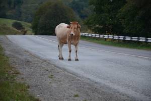 Коровы калечат астраханских водителей