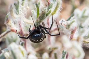 Миграция смертельно опасных пауков началась в Астраханской области