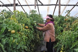 Овощеводы-нелегалы обошлись  астраханскому предприятию почти в 17 млн рублей штрафа