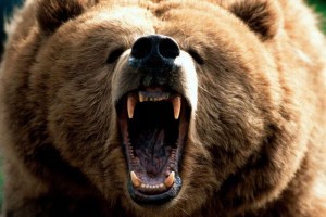Под Волгоградом в цирке медведь напал на дрессировщика во время представления