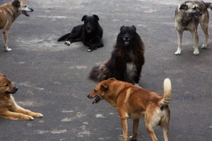 В Астрахани отловили 18 агрессивных бродячих собак