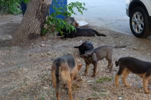 На улицах Астрахани отловили 18 агрессивных бездомных собак