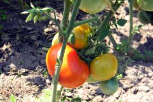 Зачем астраханским дачникам пасынковать помидоры
