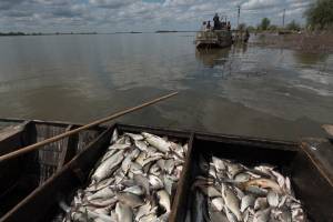 Астраханские рыбаки впервые получат гранты на рыбопереработку
