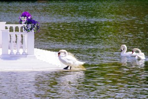 В Астрахани на Лебедином озере птице сломали шею