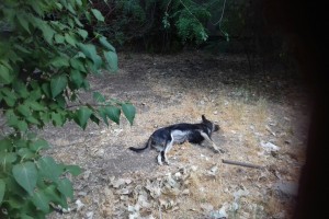 Астраханская зоозащитница бьёт тревогу: в городе уличных кошек и собак обливают уксусом